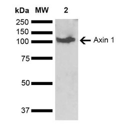 Axin-1 Antibody, Novus Biologicals 100 &mu;g | Buy Online | Novus Biologicals | Fisher Scientific